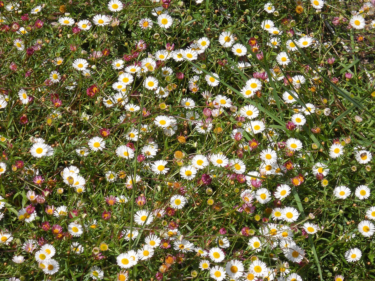 flowers daisies prato free photo