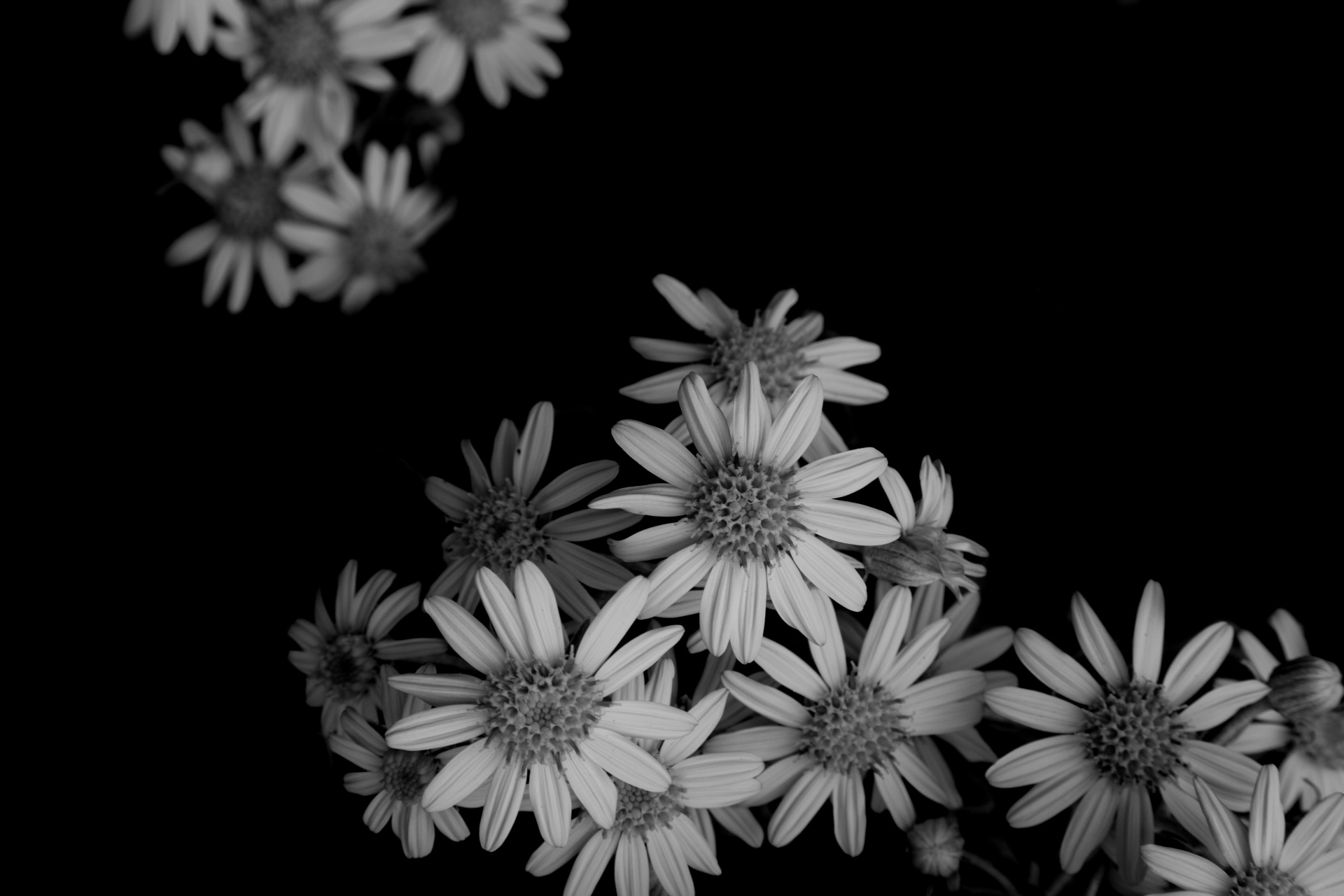 flower flowers love free photo
