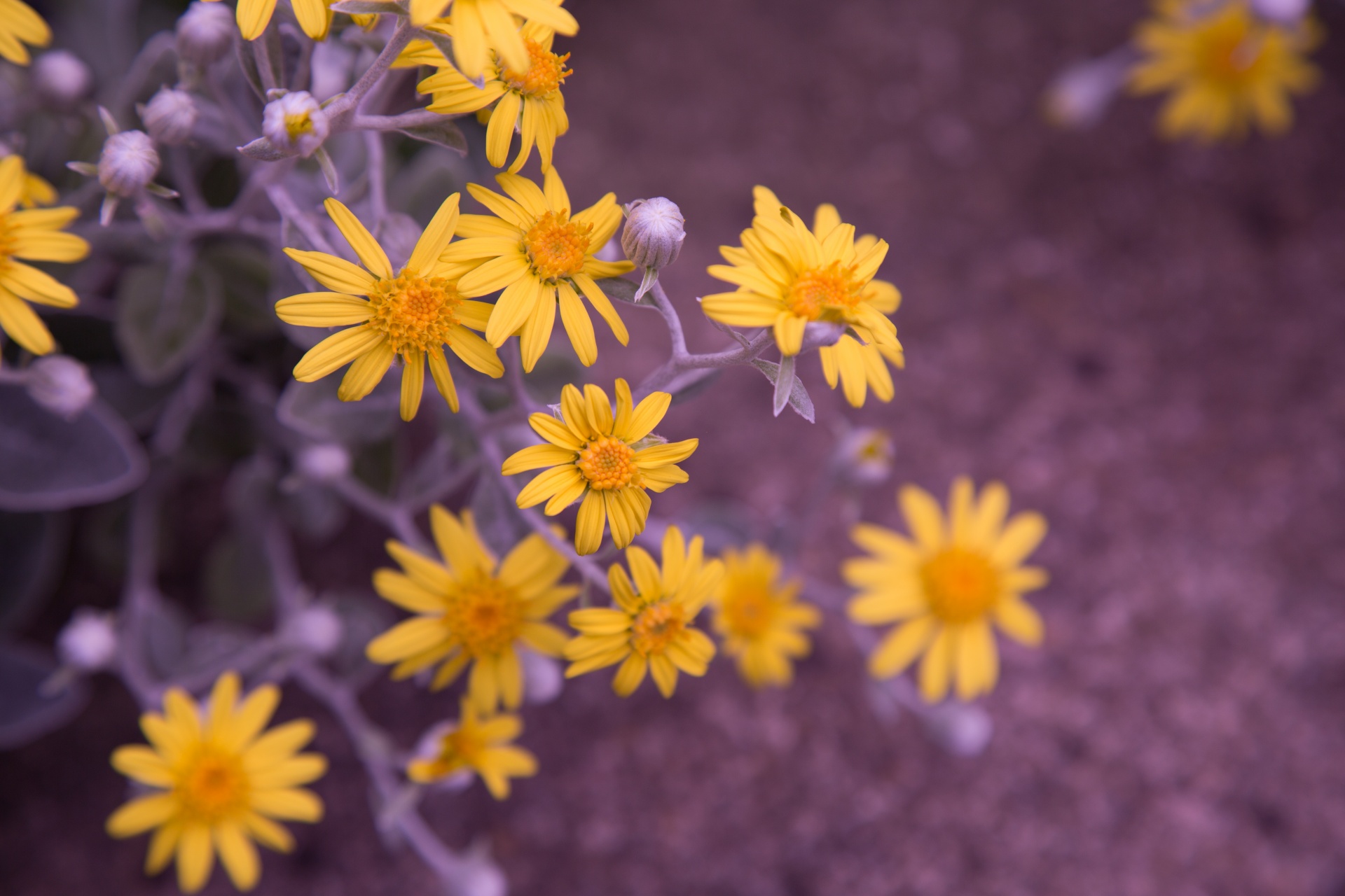 flower flowers love free photo