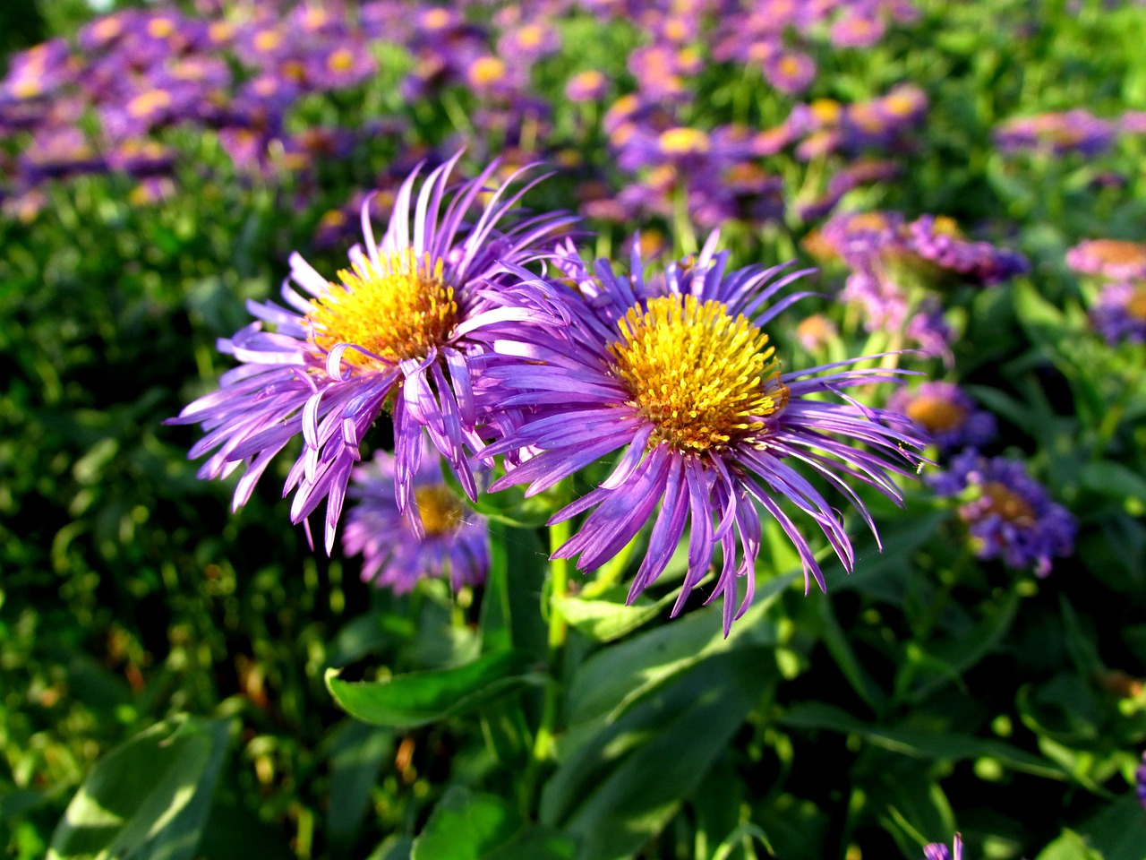 flowers blossom bloom free photo