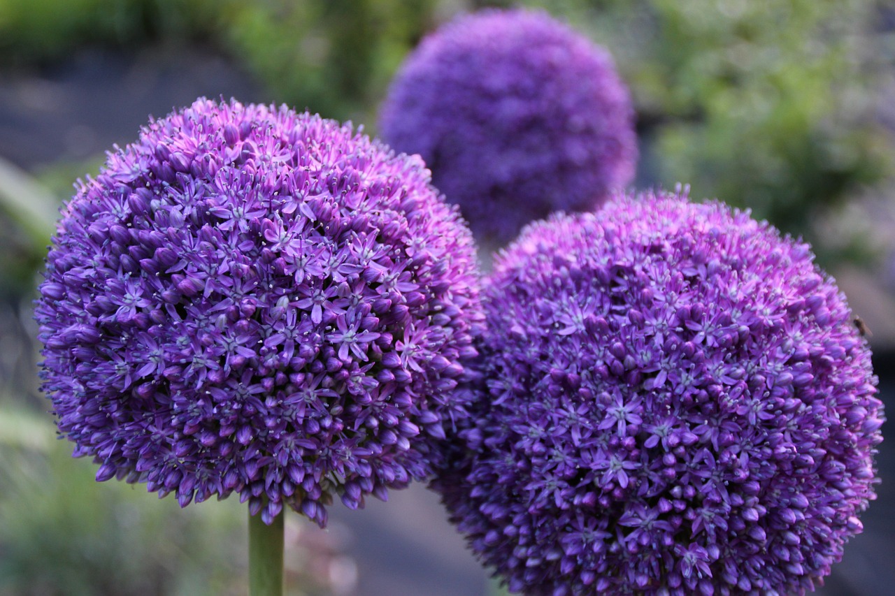 flowers garlic plant free photo