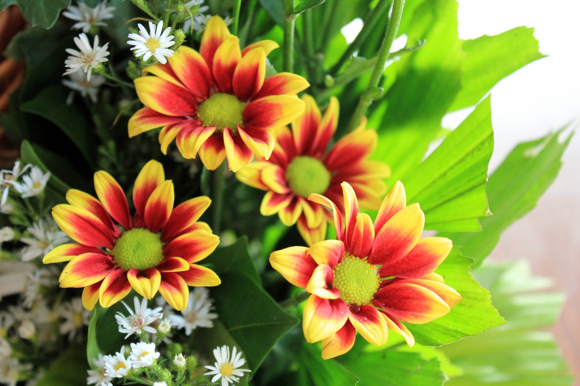 flowers leaves red flowers free photo