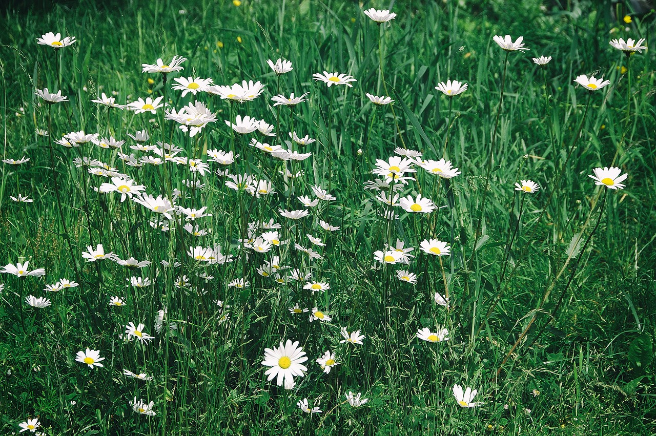 flowers grass daisy free photo