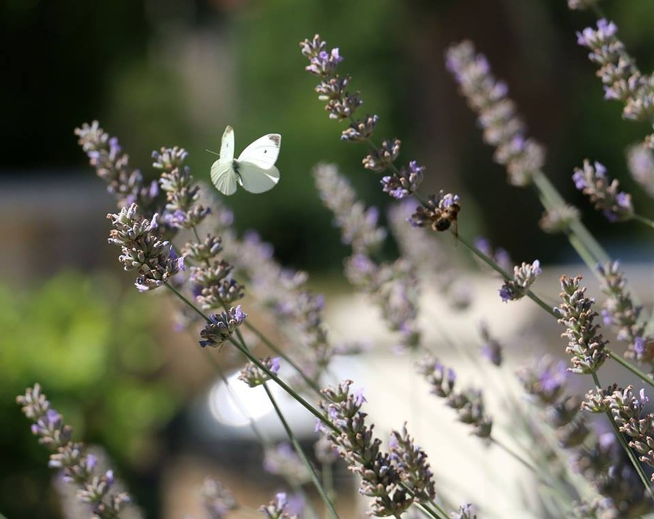 flowers butterflies nature free photo