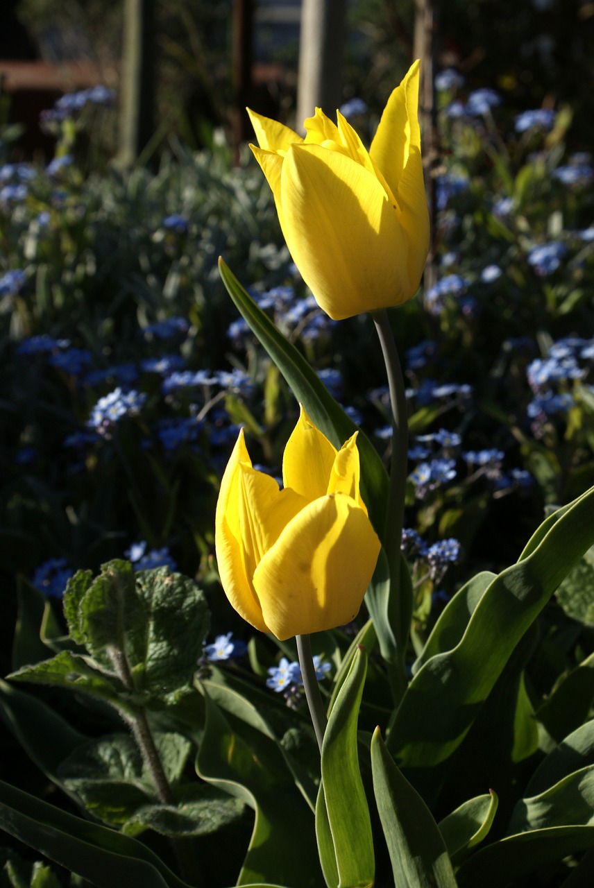 flowers spring plant free photo