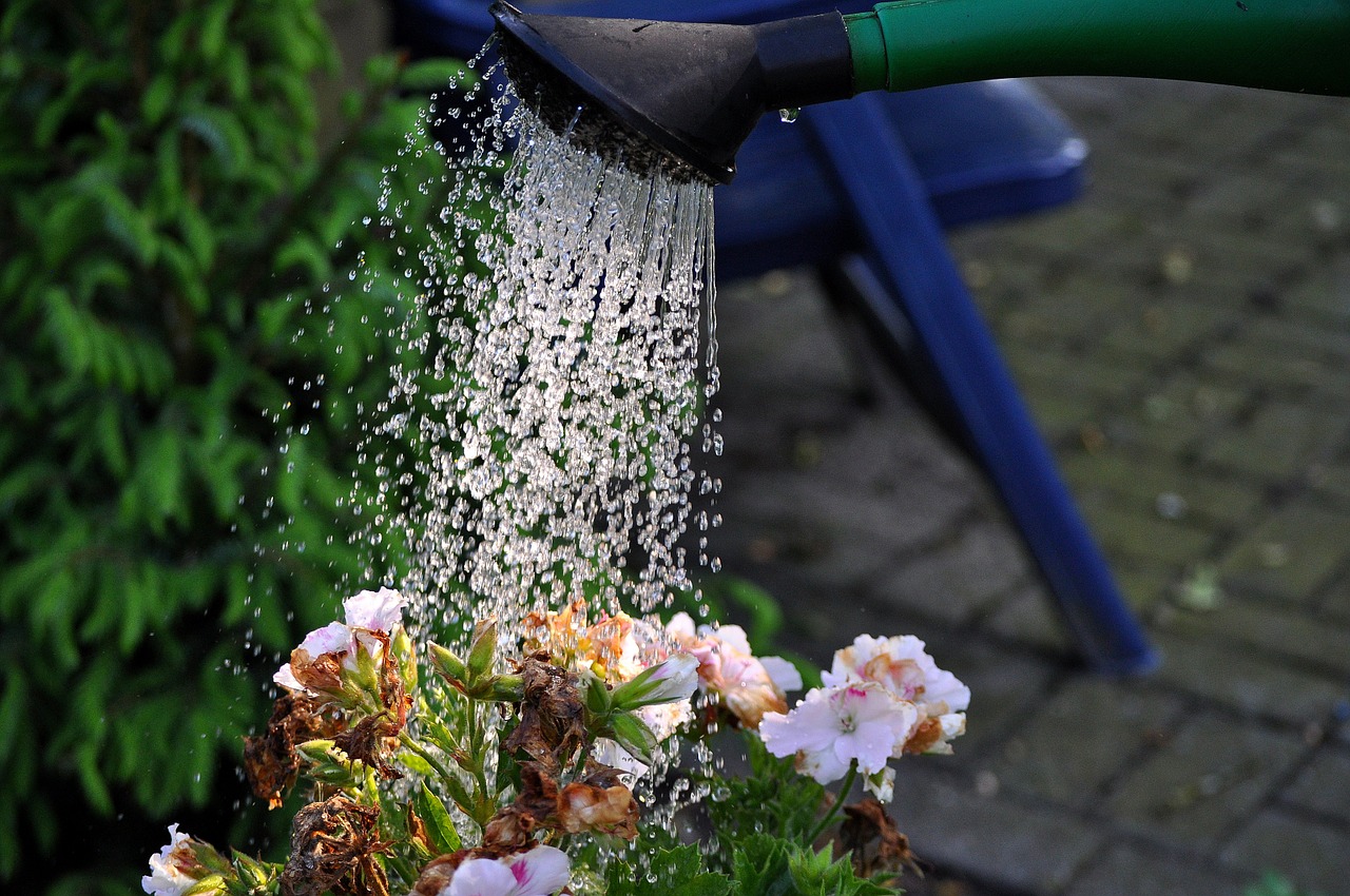 flowers watering can water free photo
