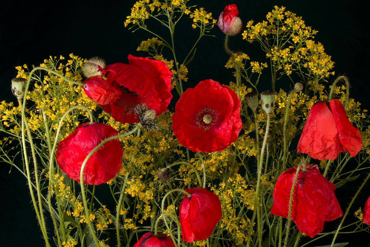 flowers poppy poppy flower free photo