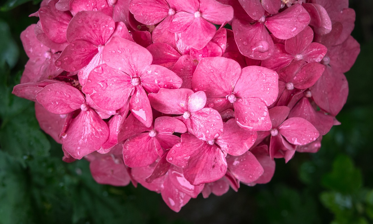 flowers nature purple free photo