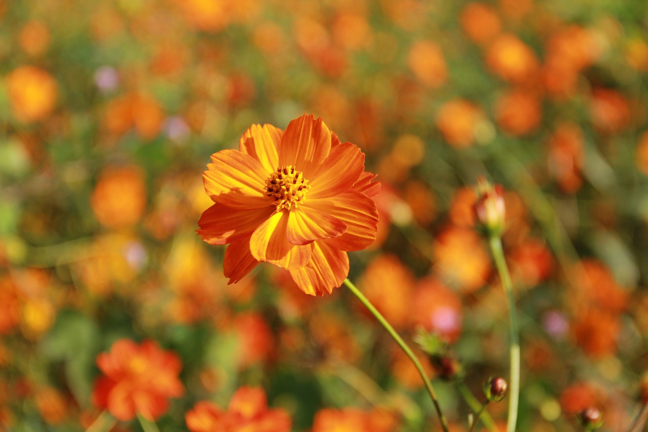 flowers orange close free photo