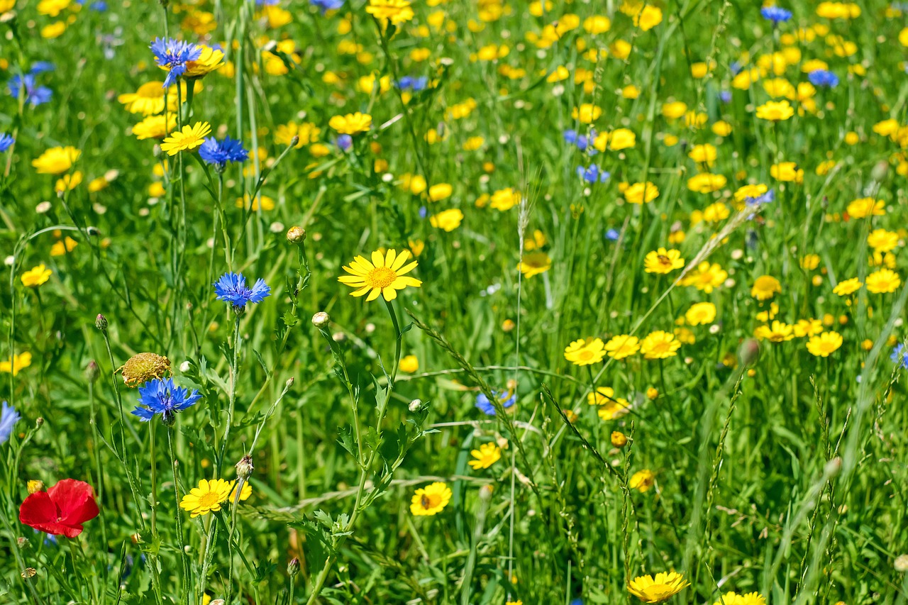 flowers meadow flower meadow free photo