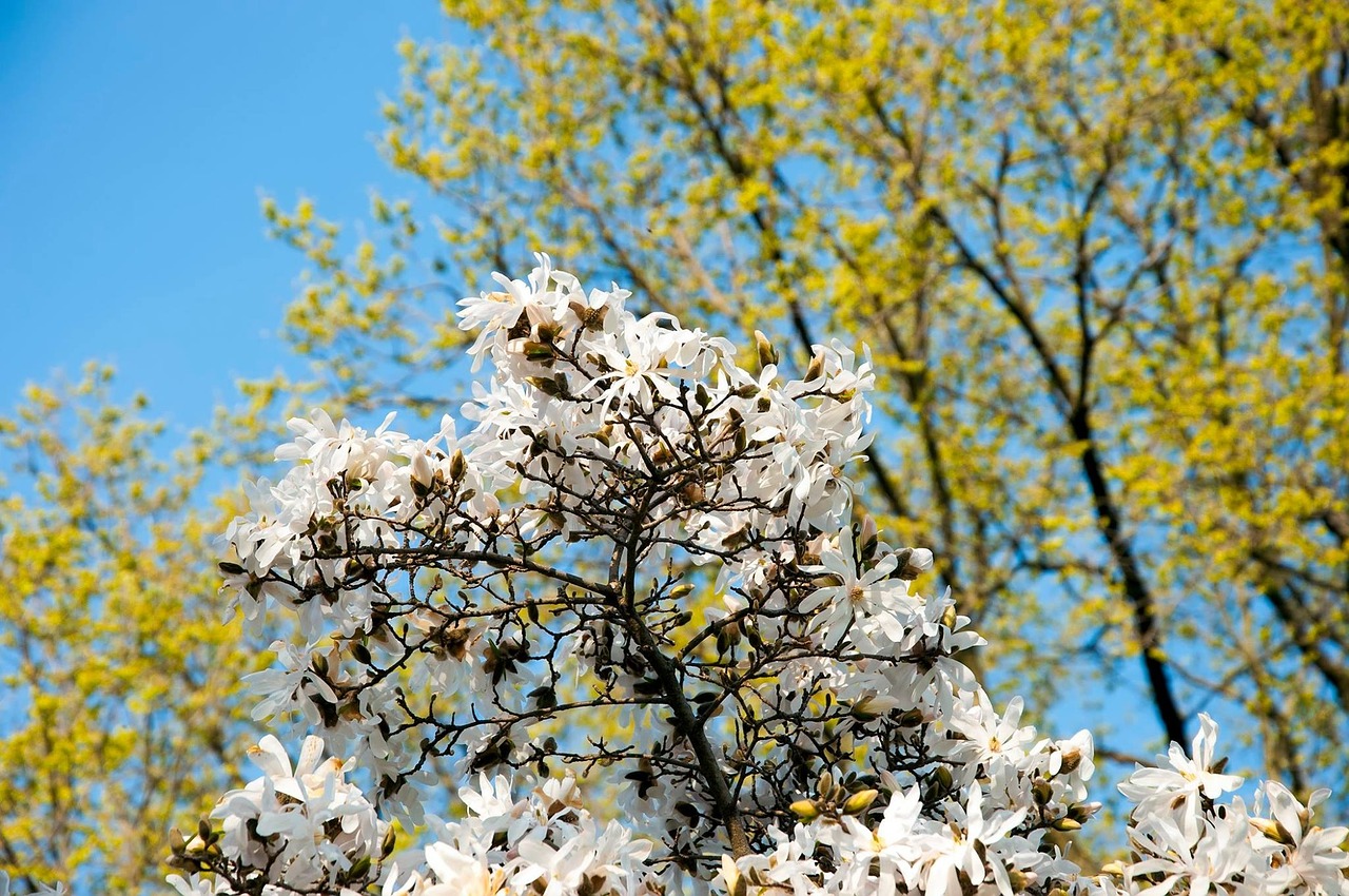 flowers tree blossoms free photo