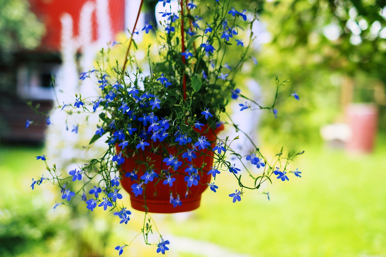 flowers nature dacha free photo