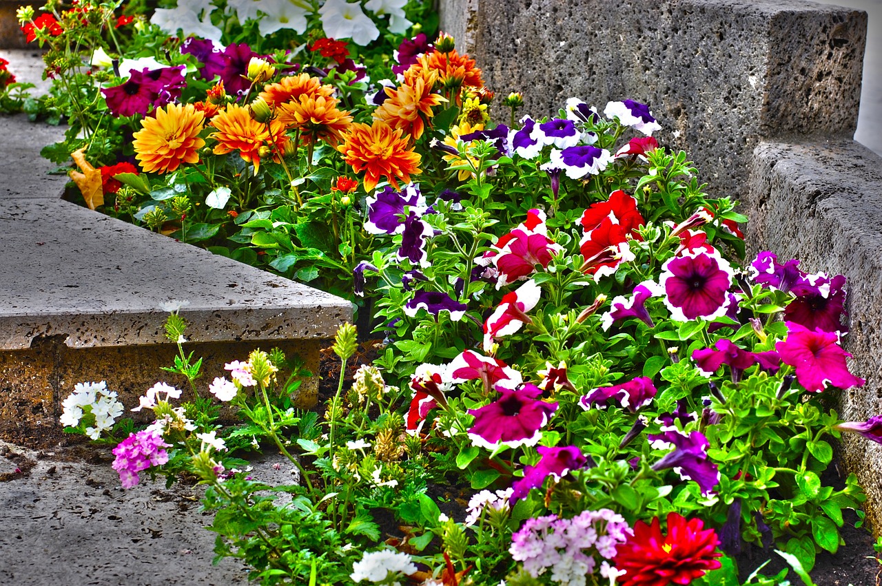 flowers garden flower free photo