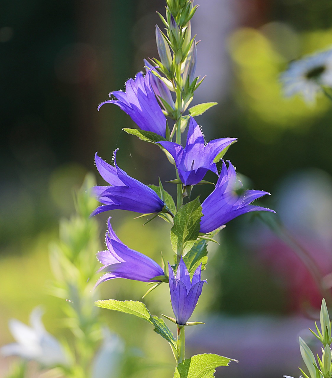 flowers bell beauty free photo