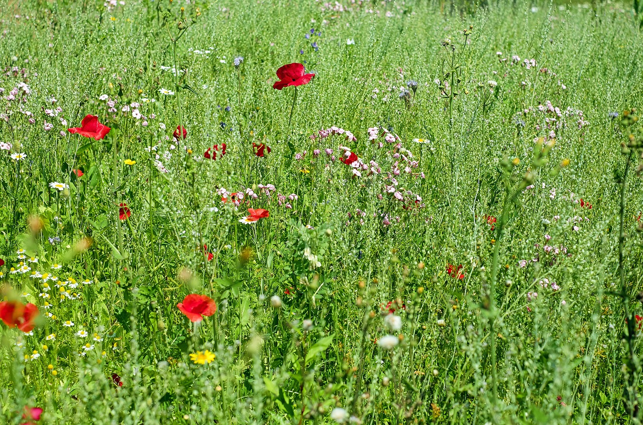 flowers meadow flower meadow free photo