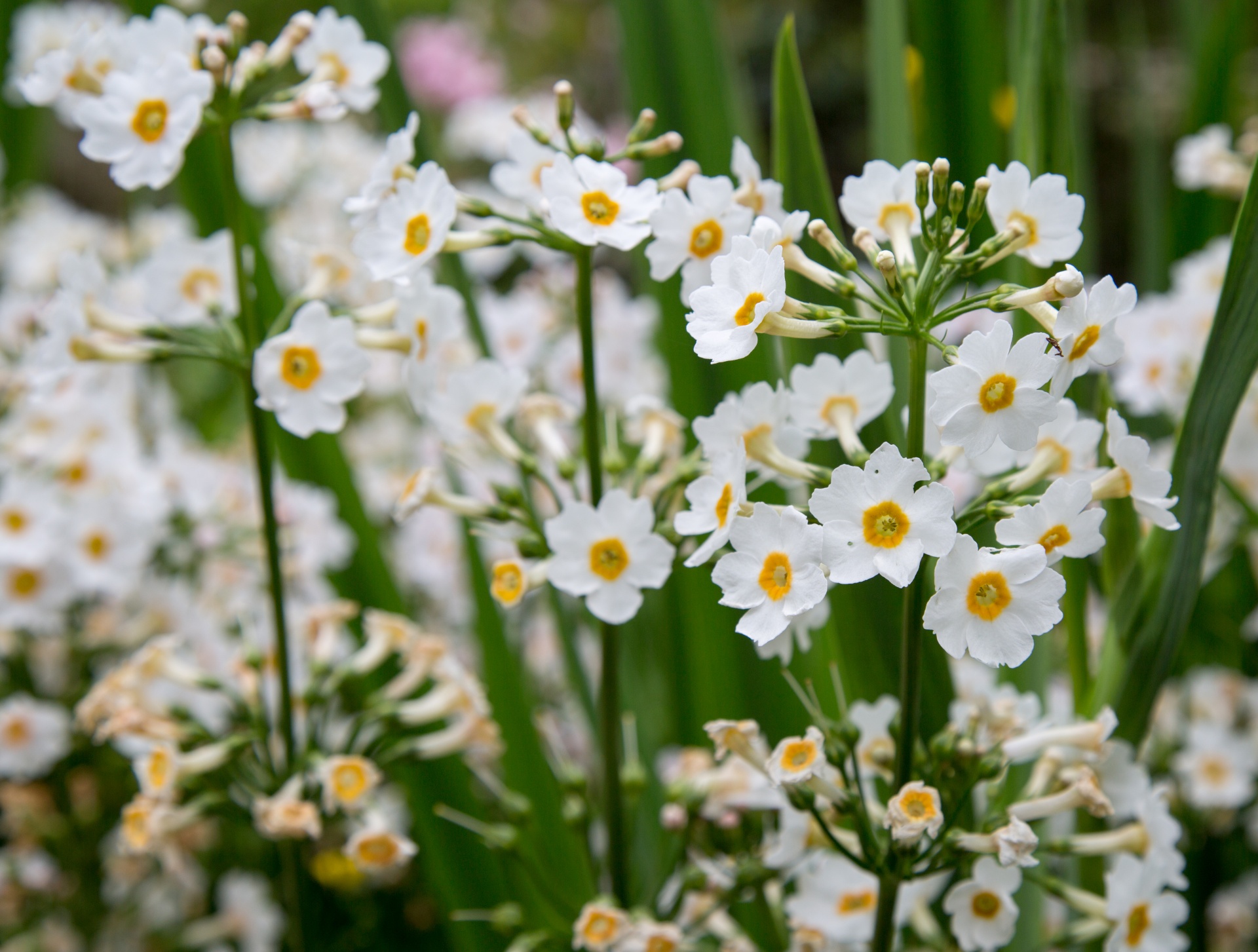 flower flowers love free photo