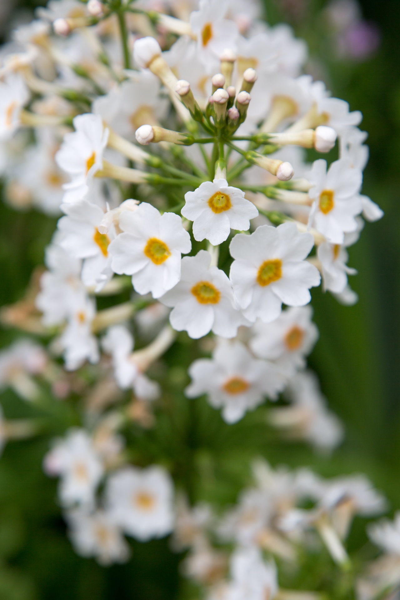 flower flowers love free photo