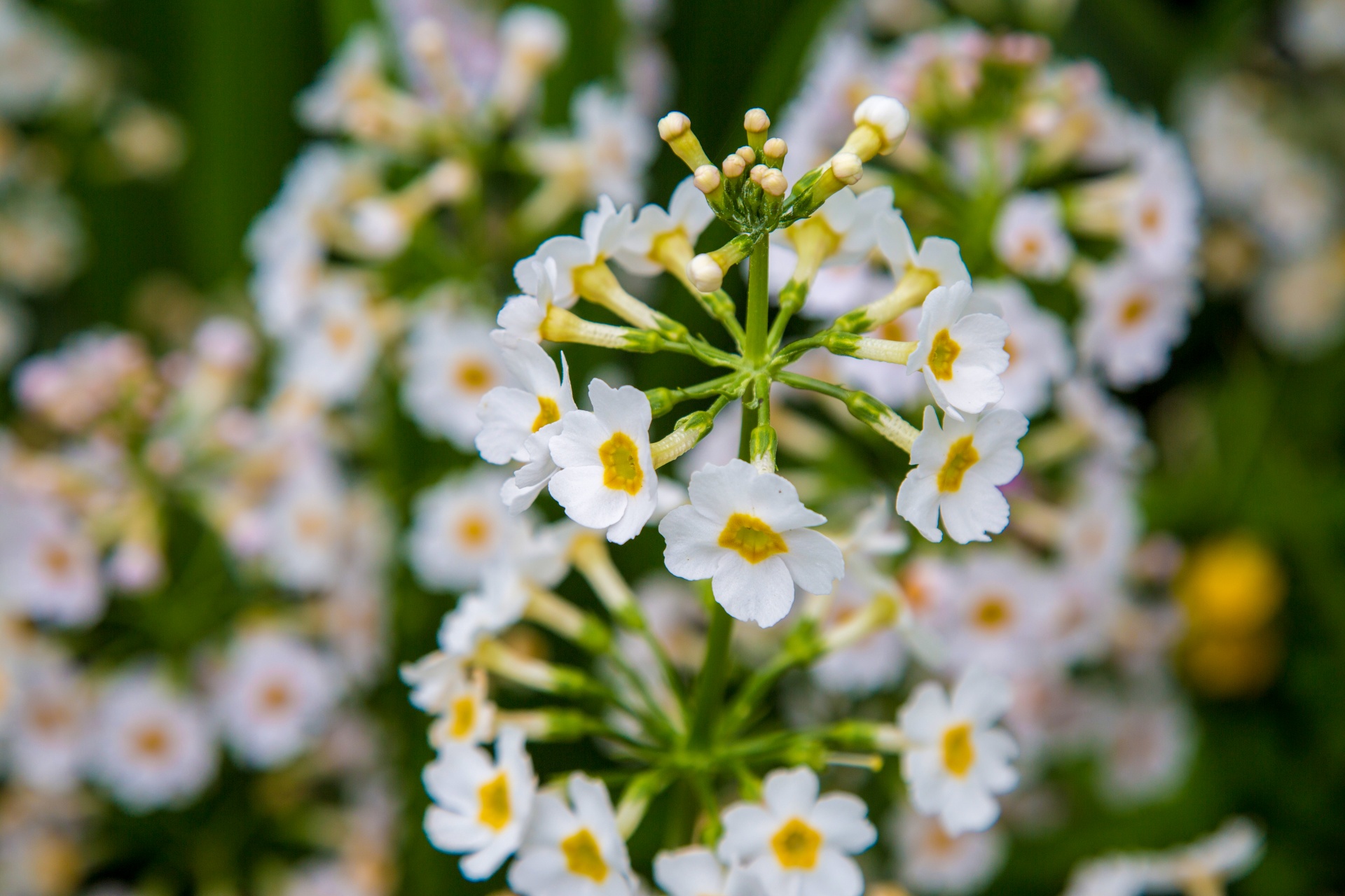 flower flowers love free photo