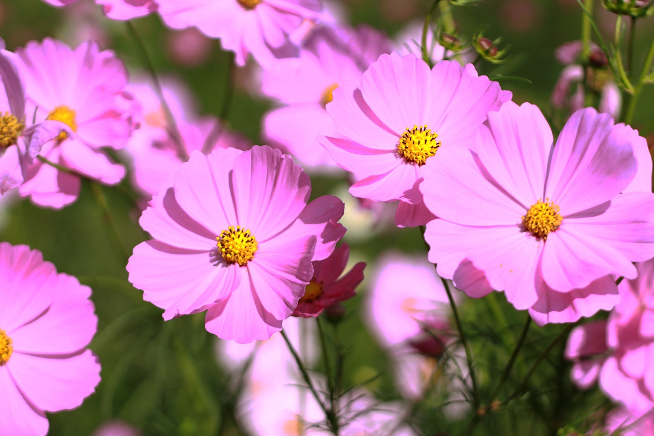 flowers pink the pink flowers free photo