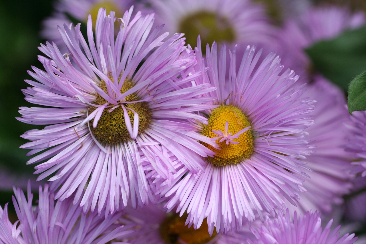 flowers stems leaves free photo