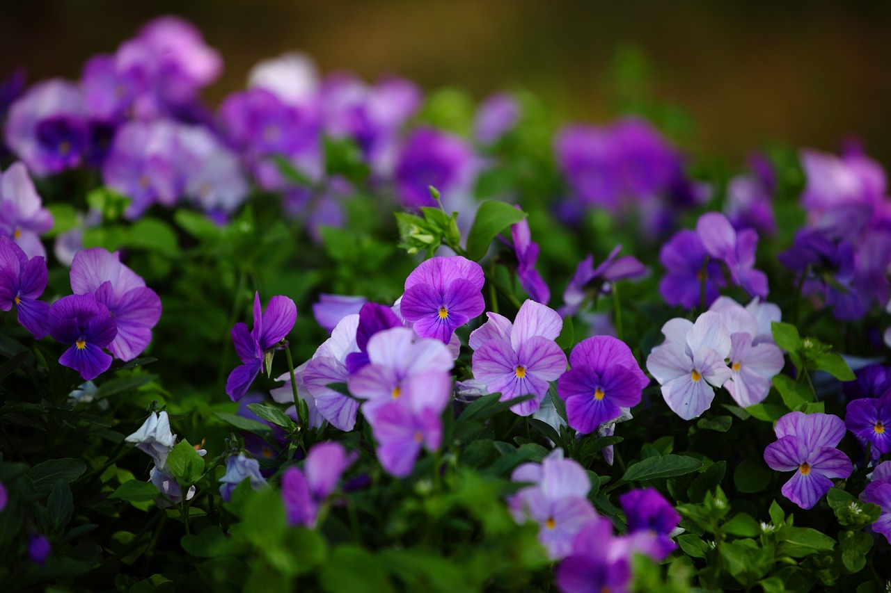 flowers pansies izhevsk free photo