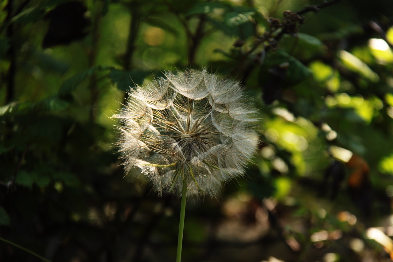 flowers plants nature free photo