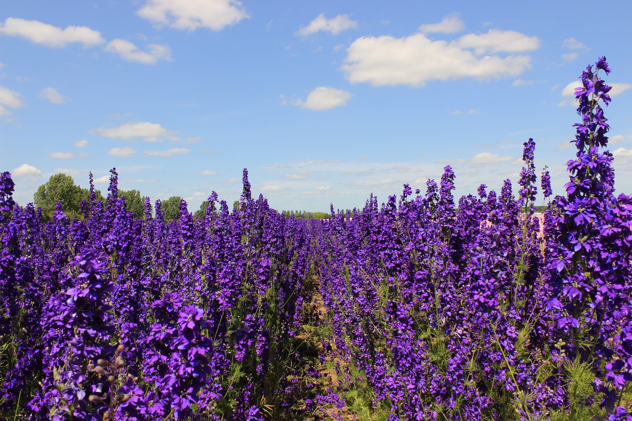 flowers delphiniums blue free photo