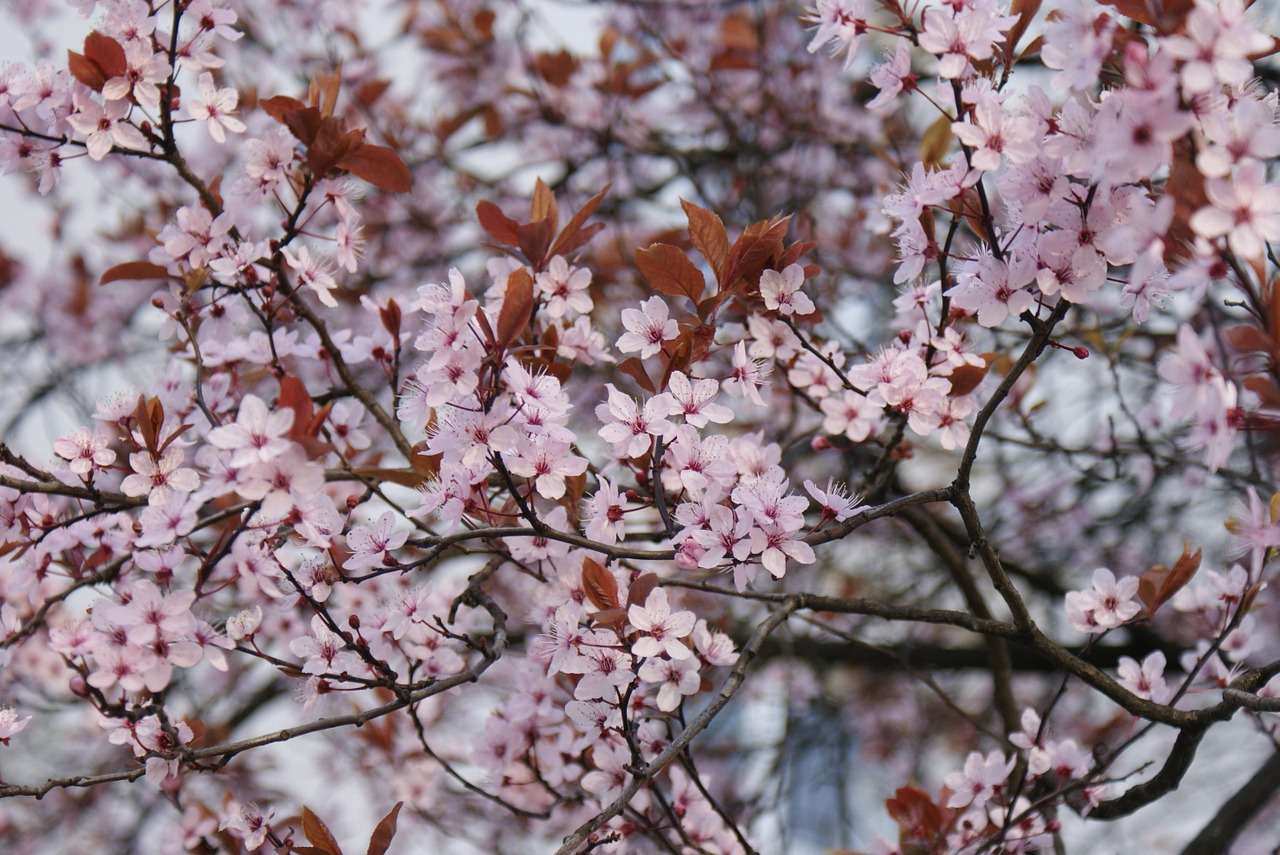 flowers cherry blossom flourish free photo