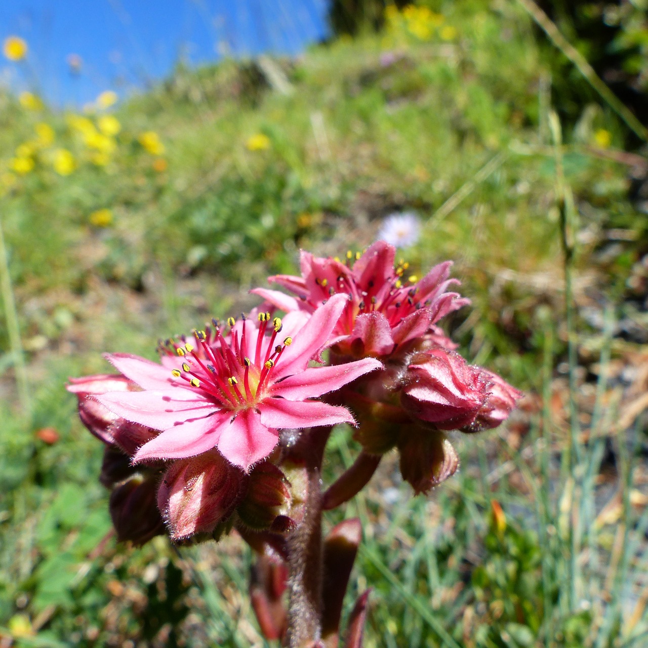 flowers macro nature free photo