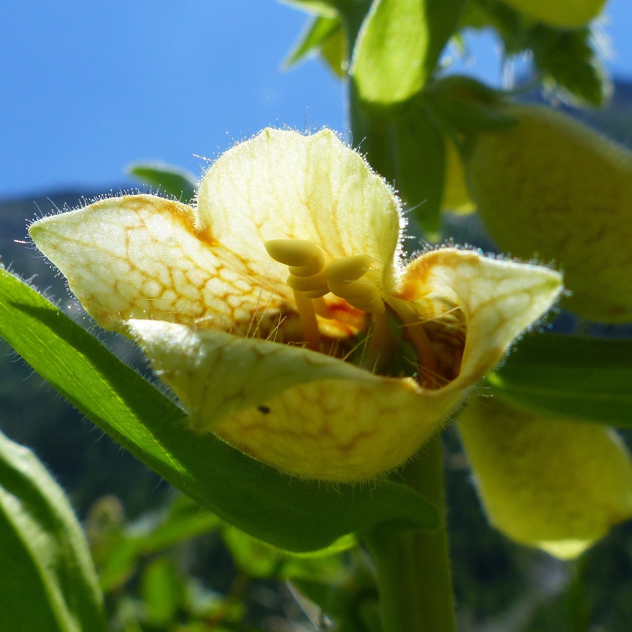 flowers nature macro free photo