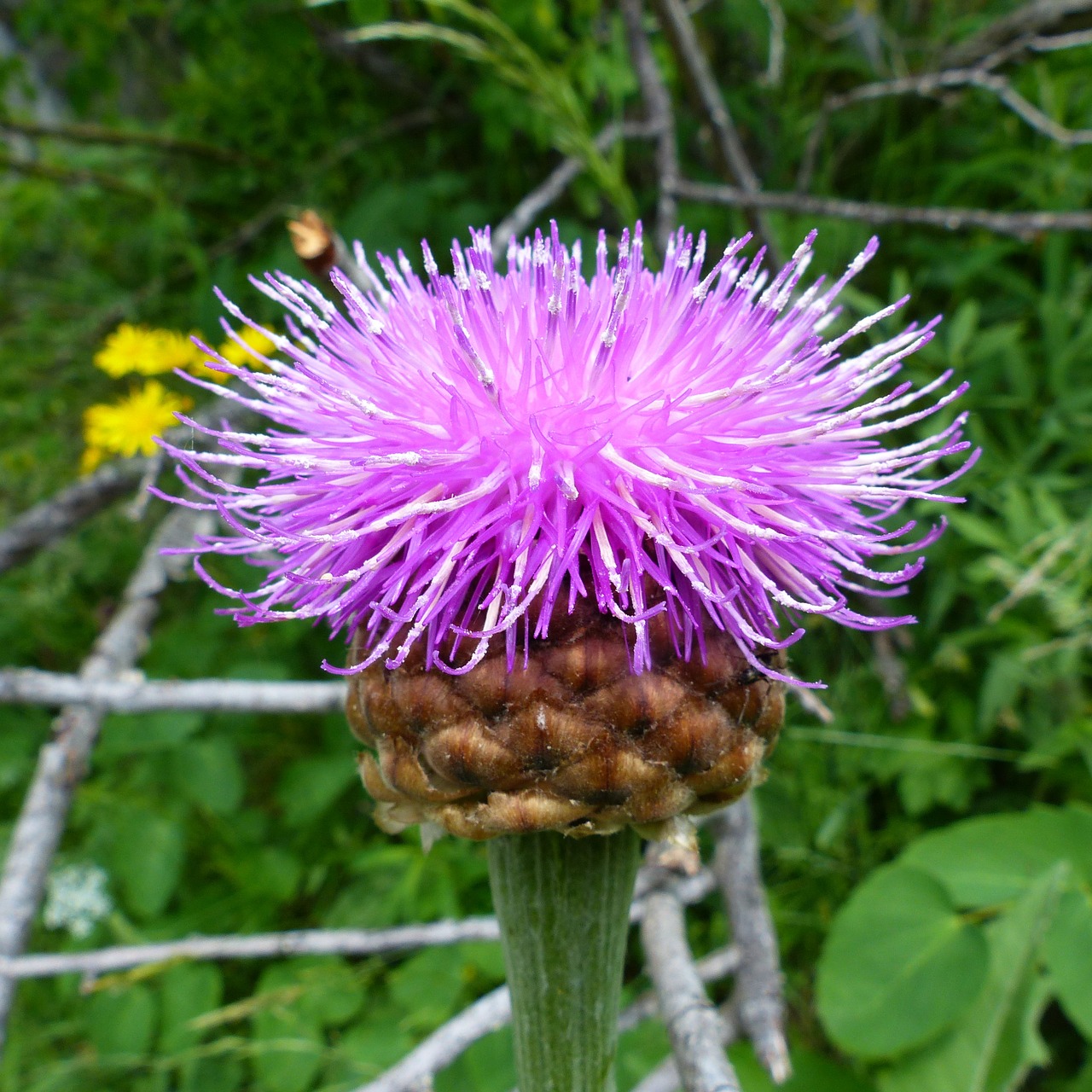 flowers nature macro free photo