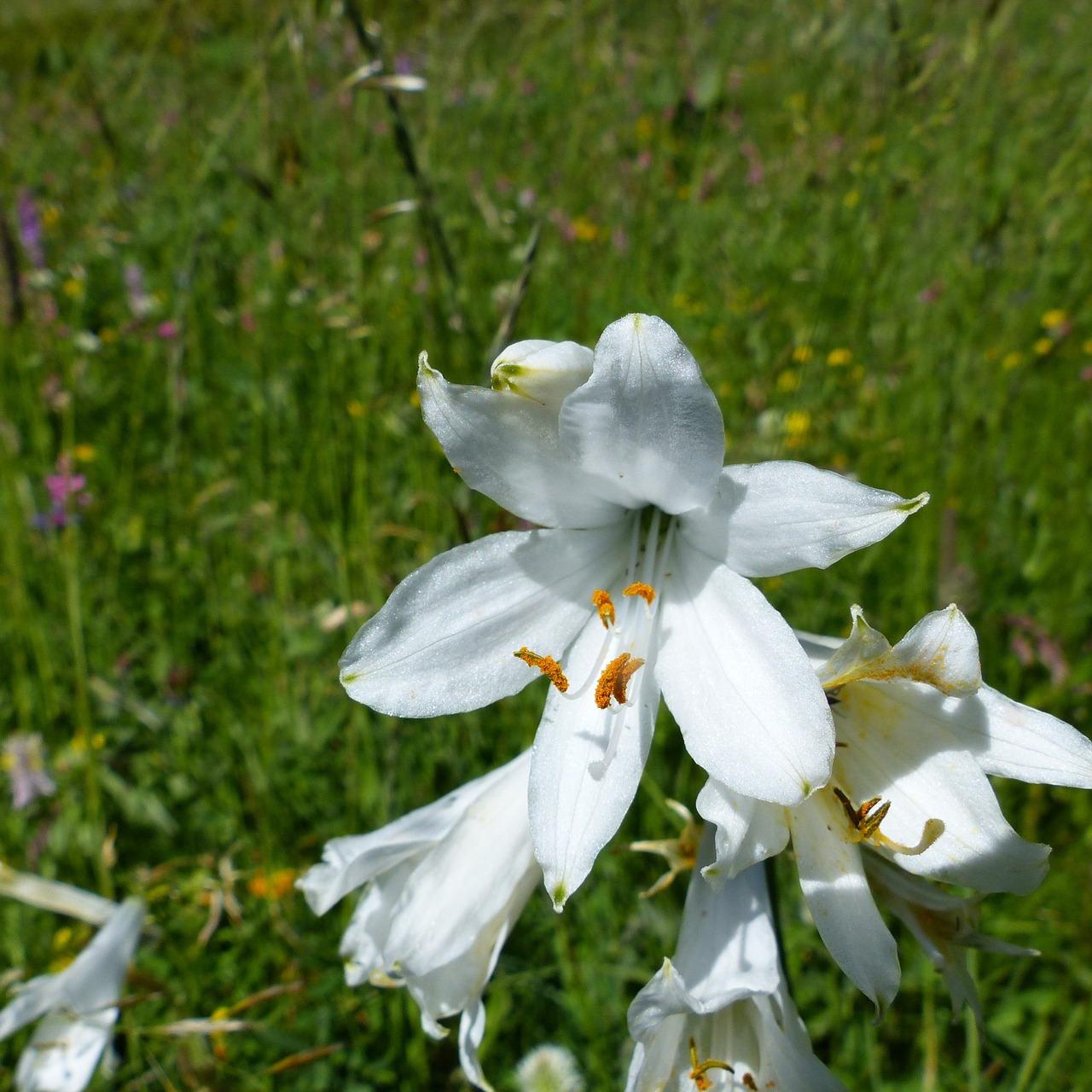 flowers nature macro free photo