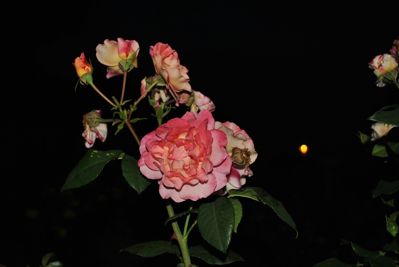 flowers roses summer free photo