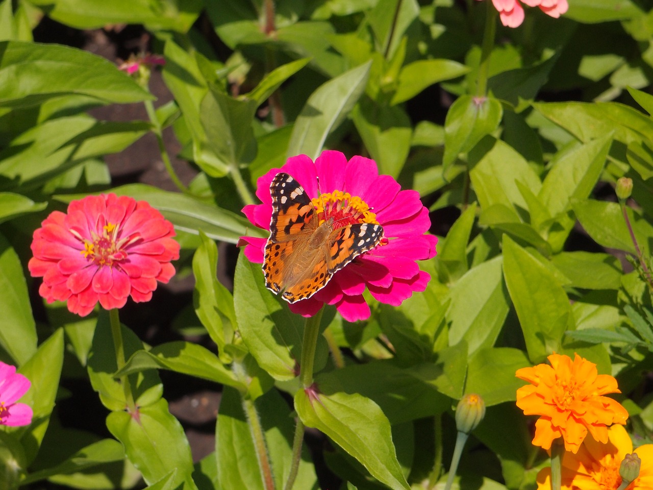 flowers garden flowers flower bed free photo