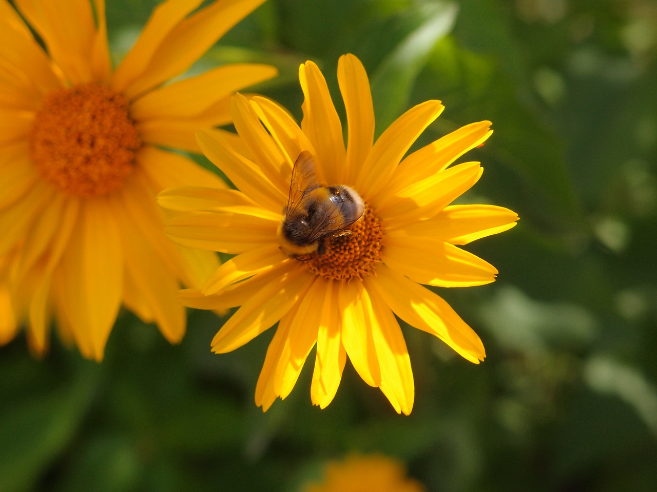flowers flowers yellow insects free photo