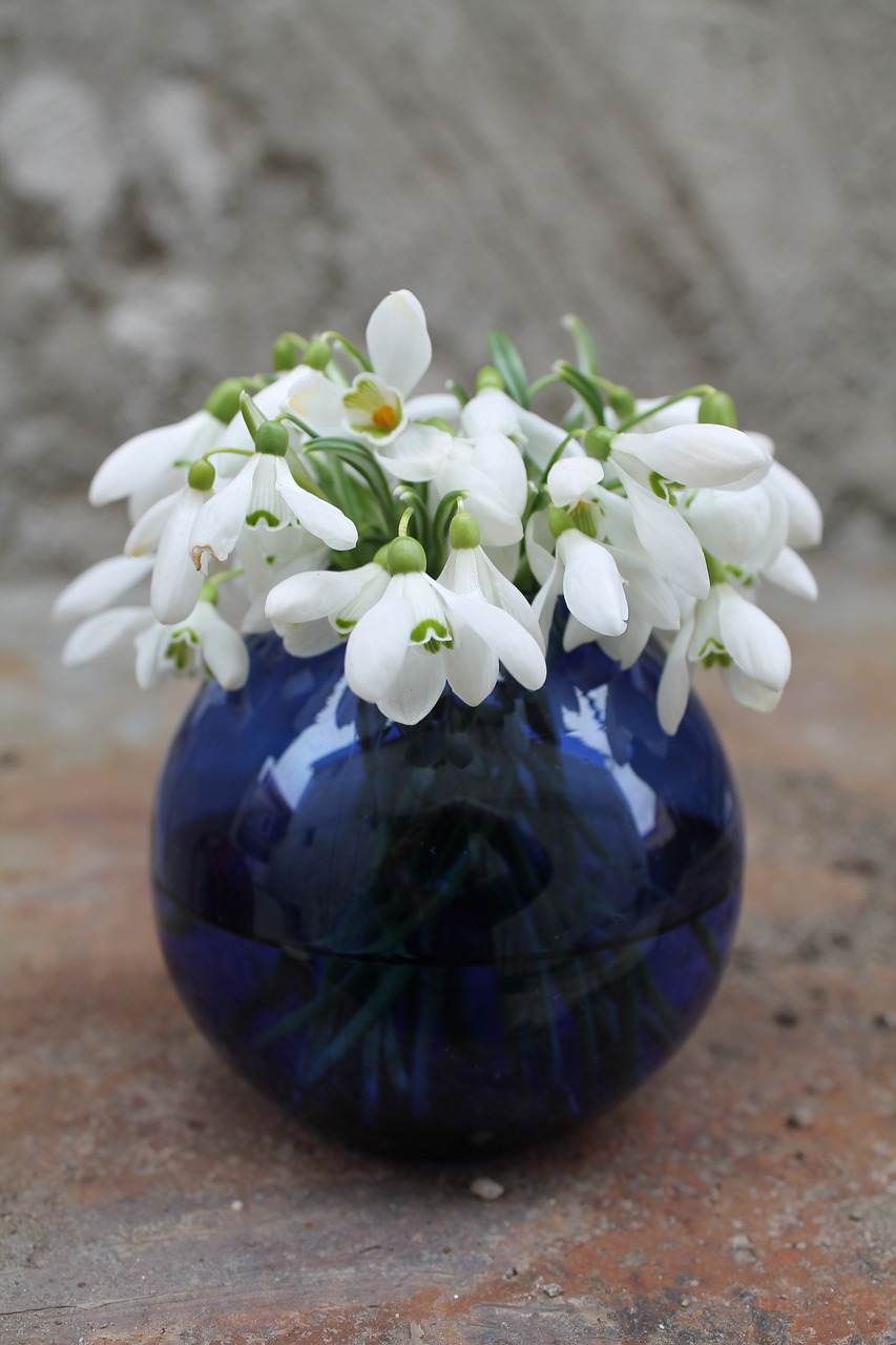 flowers snowdrop blue round vase free photo