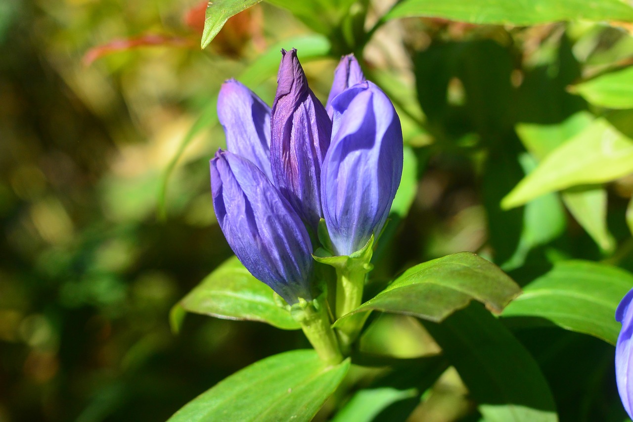 flowers mountain mt amakazari free photo