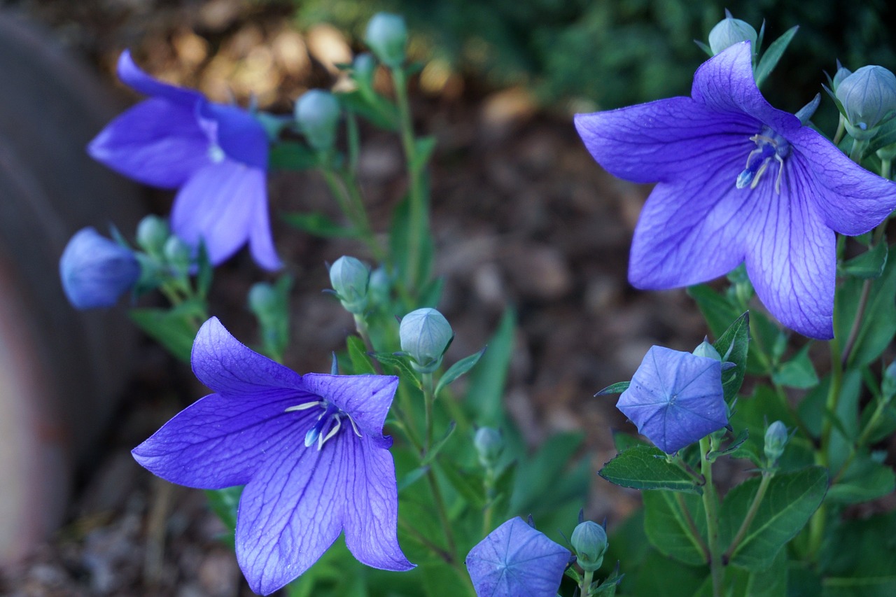 flowers purple nature free photo