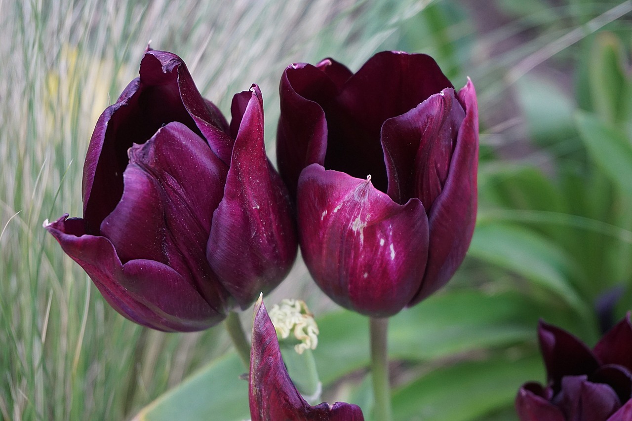 flowers tulips flora free photo