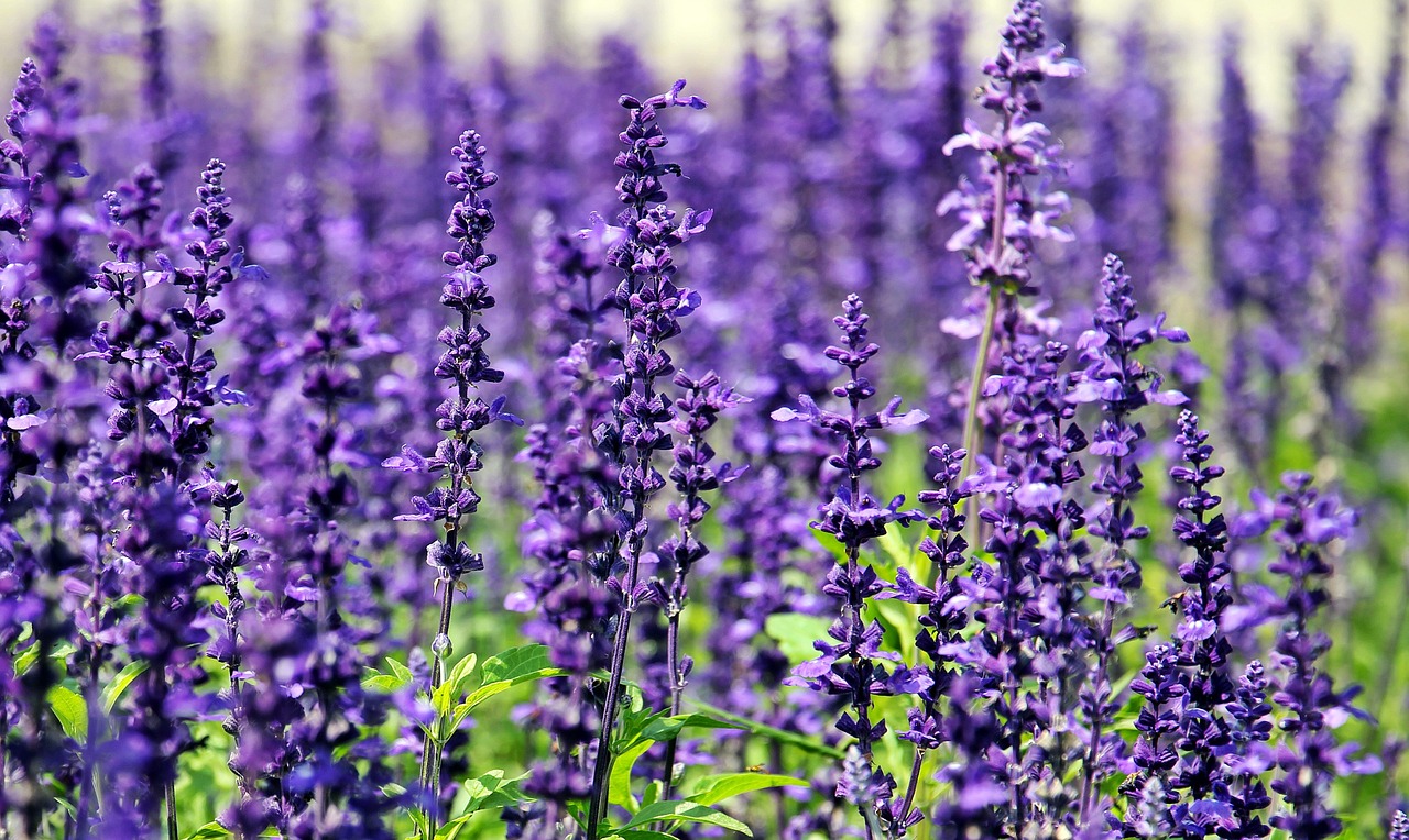 lavender flowers purple flowers free photo