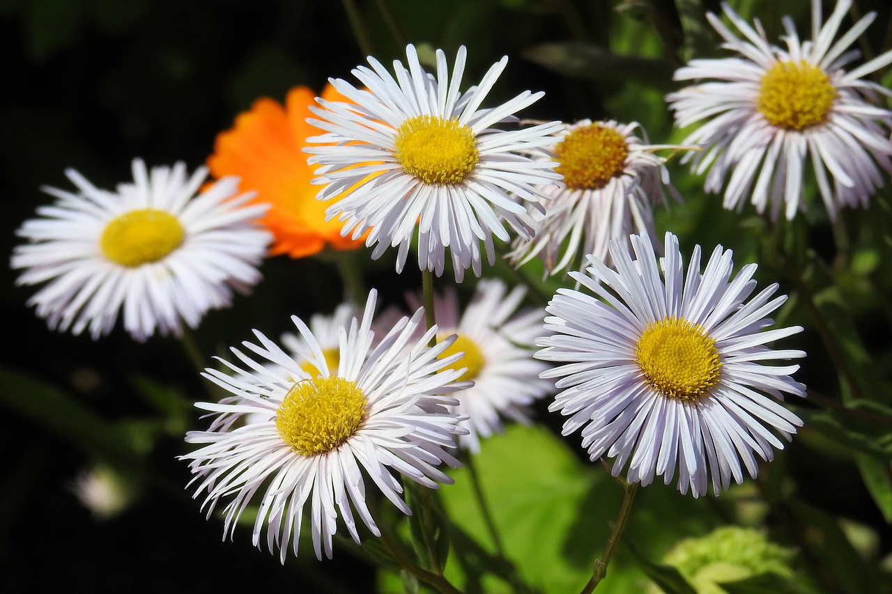 flowers white flowers plant free photo