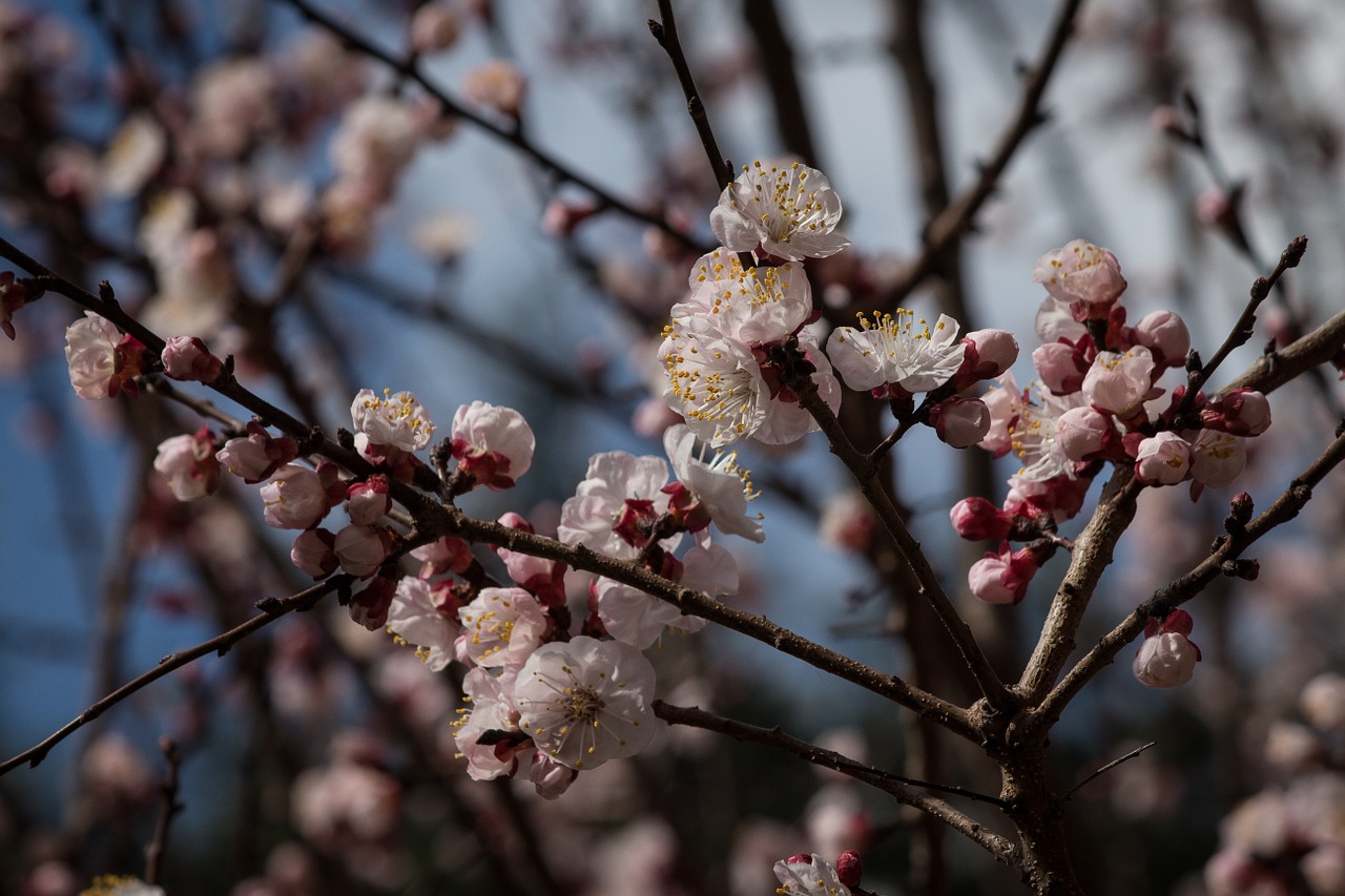 flowers flower nature free photo