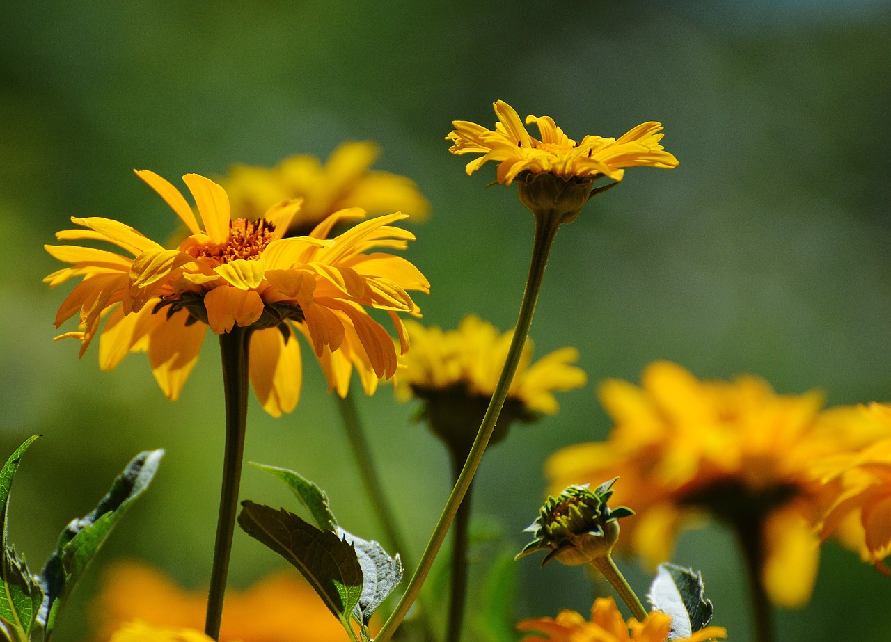 flowers yellow blossom free photo