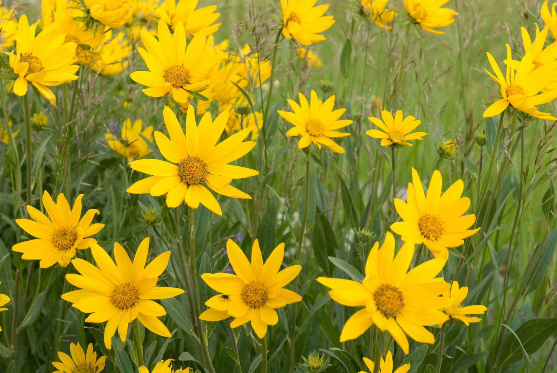 flowers wildflowers daisies free photo