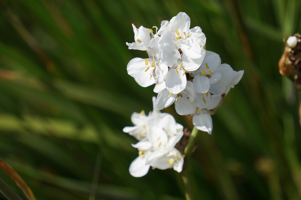 flowers white flowers flora free photo