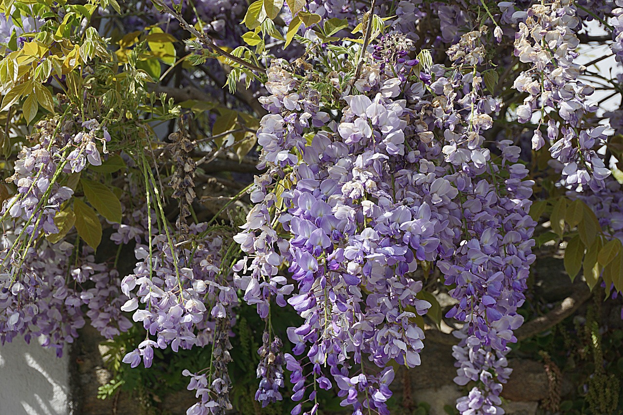 flowers wisteria purple free photo