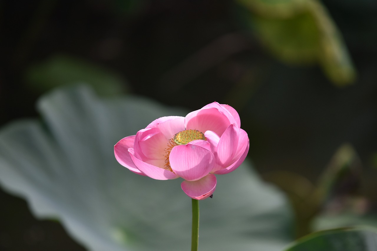 flowers plant lotus free photo