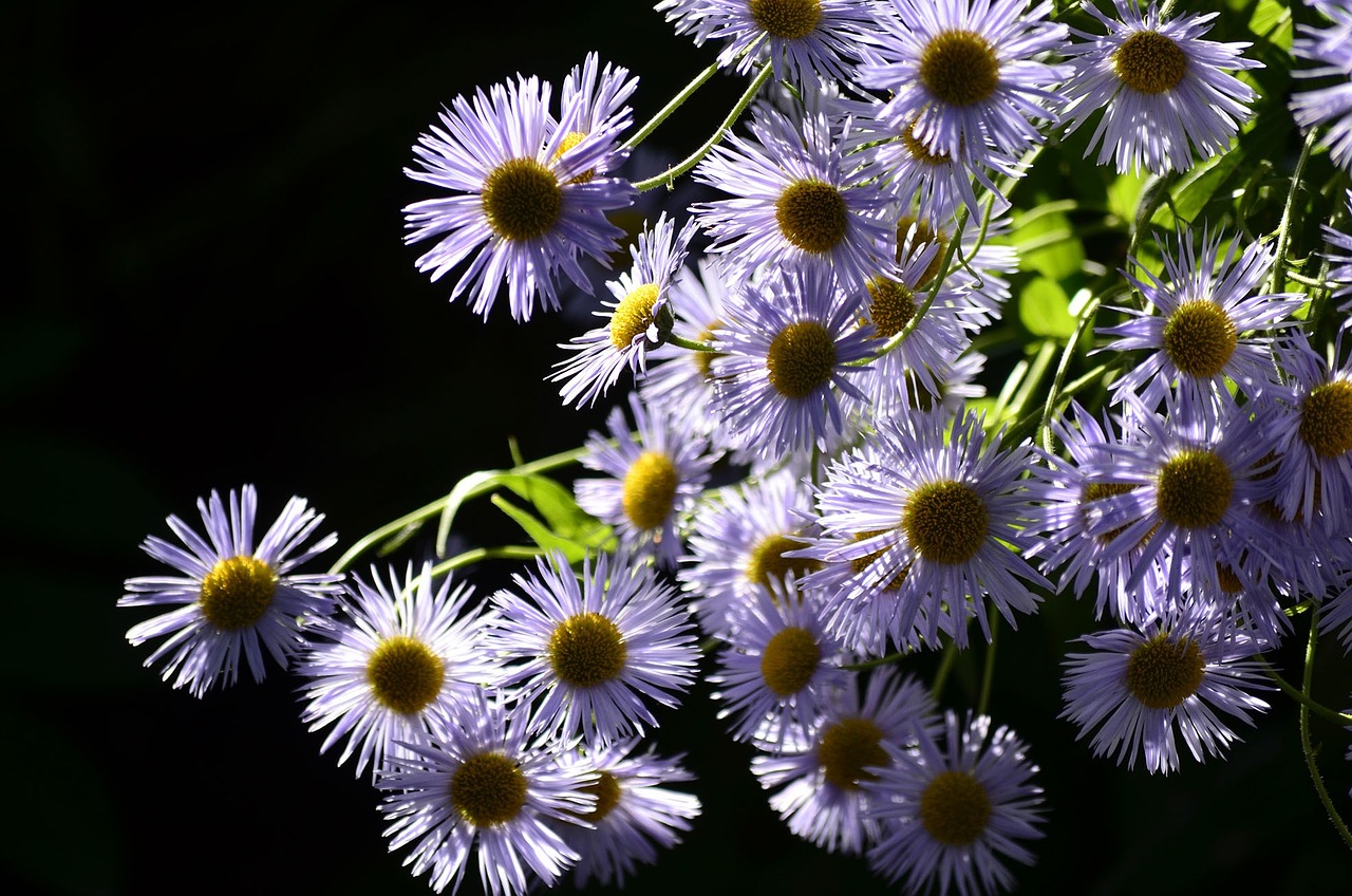 flowers plants nature free photo