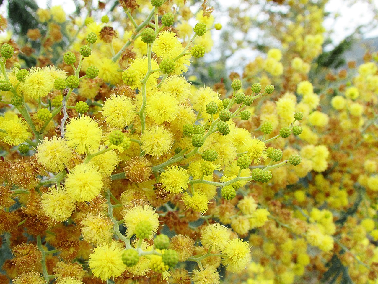 flowers yellow nature free photo