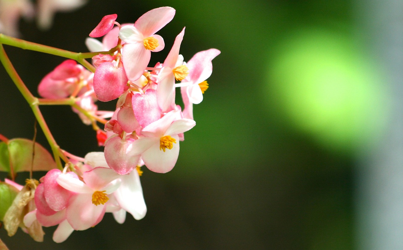 flowers spring summer free photo